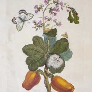 Hand-colored Copper Engraving Print of Surinamese Cashew Insect, 1705