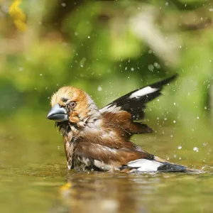 Hawfinch Print: Male in Shallow Water, Germany Hawfinch Print: Male in Shallow Water, Germany
