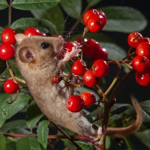 Hazelnussmaus, Hazel dormice, Muscardinus avellanarius Hazelnussmaus, Hazel dormice, Muscardinus avellanarius