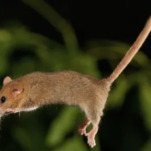Hazel vole, Hámster de Hazel, Muscardinus avellanarius Hazel vole, Hámster de Hazel, Muscardinus avellanarius