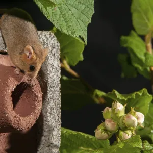 Hazelnussmäuse, Haselmaus, Muscardinus avellanarius Hazelnussmäuse, Haselmaus, Muscardinus avellanarius