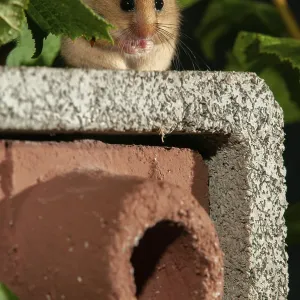 Hazel vole, erizo de Hazel, Muscardinus avellanarius Hazel vole, erizo de Hazel, Muscardinus avellanarius