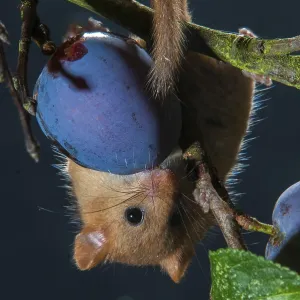 Hazelnussmäus, Haselmaus, Muscardinus avellanarius Hazelnussmäus, Haselmaus, Muscardinus avellanarius