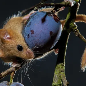 Muscardinus avellanarius Print - Hazel Dormouse Muscardinus avellanarius Print - Hazel Dormouse