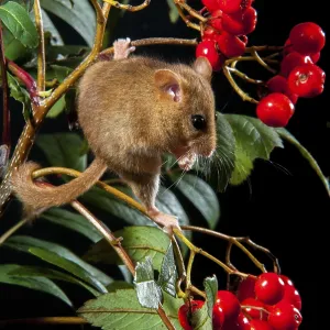 Hazelnussmaus, Hazelmuis, Muscardinus avellanarius Hazelnussmaus, Hazelmuis, Muscardinus avellanarius