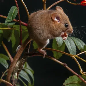 Muscardinus avellanarius Print - Hazel Dormouse Portrait Muscardinus avellanarius Print - Hazel Dormouse Portrait