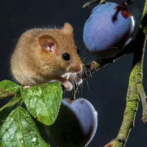 Hazel vole, Hámster de Hazel, Muscardinus avellanarius Hazel vole, Hámster de Hazel, Muscardinus avellanarius