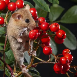 Hazel vole, Hámster de Hazel, Muscardinus avellanarius. Hazel vole, Hámster de Hazel, Muscardinus avellanarius.