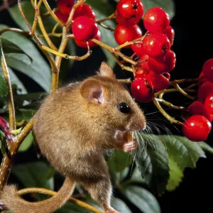 Muscardinus avellanarius Print, Rodentia Mammal Muscardinus avellanarius Print, Rodentia Mammal