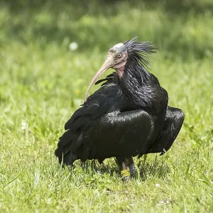 The Hermit ibis on the field Print