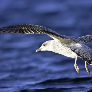 Herring Gull in Flight Print Herring Gull in Flight Print
