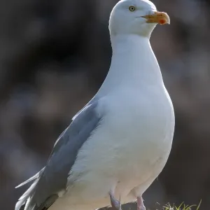 Gaviota argéntea, Larus argentatus. Gaviota argéntea, Larus argentatus.