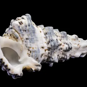 Hexaplex trunculus Murex Shell Print Hexaplex trunculus Murex Shell Print