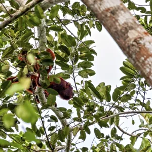 Venezuelan Red Howler Monkey Print: Amazon Basin Scene Venezuelan Red Howler Monkey Print: Amazon Basin Scene
