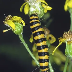 Print of Jacobaea Caterpillar (Hipocrita jacobaa, Thyria jacobaa) Print of Jacobaea Caterpillar (Hipocrita jacobaa, Thyria jacobaa)