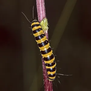 Thyria jacobaeae Caterpillar Print Thyria jacobaeae Caterpillar Print