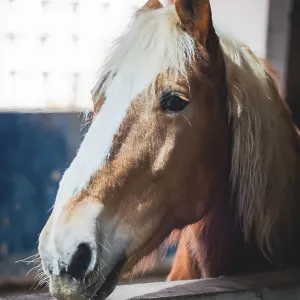 Curious Horse Print - Close-Up Portrait