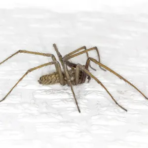 Hauswinkelspinne, Winkelspinne Hauswinkelspinne, Winkelspinne