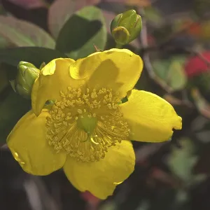 Hypericum orientalis, Wort de San Juan. Hypericum orientalis, Wort de San Juan.