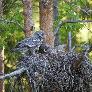 Great Grey Owl Pair Print, Finland