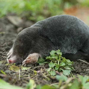Mole Print - Talpa Europaea