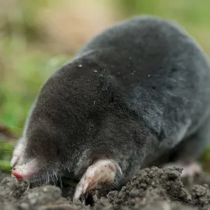 European Mole Print (Insectivora)