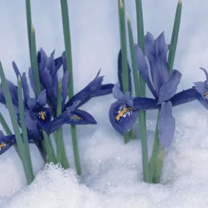 Print of Iris in Snow (Iris reticulata) Print of Iris in Snow (Iris reticulata)