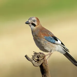 A Jay Perched on a Root Print, Germany A Jay Perched on a Root Print, Germany