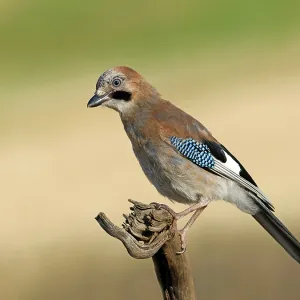 A Jay Perched on a Root Print, Germany A Jay Perched on a Root Print, Germany