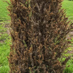 Juniperus communis 'Compressa' Print, Montreal Botanical Garden