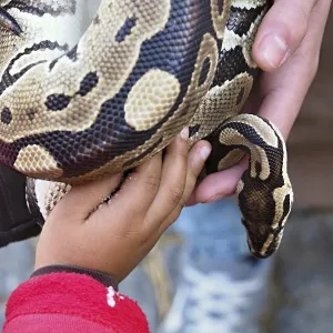 Un enfant et un gardien de zoo tenant un serpent python regius. Un enfant et un gardien de zoo tenant un serpent python regius.