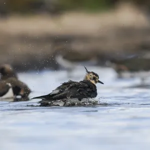 Vanellus Vanellus Print - Bath Lapwing Vanellus Vanellus Print - Bath Lapwing