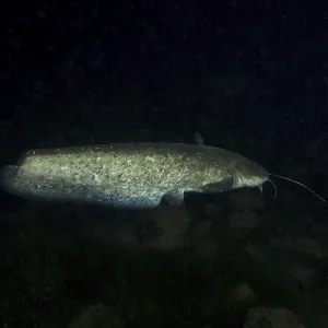 Large Catfish (Silurus glanis) Print, Rhine River Switzerland/Germany Large Catfish (Silurus glanis) Print, Rhine River Switzerland/Germany