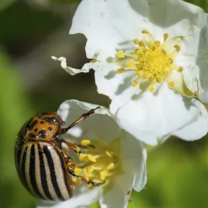Colorado Potato Beetle Print, Leptinotarsa Decemlineata Colorado Potato Beetle Print, Leptinotarsa Decemlineata