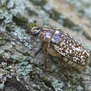 Leaf Horn Beetle Print - Polyphylla fullo Leaf Horn Beetle Print - Polyphylla fullo