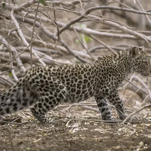 Panthera pardus Kitten Print, Mashatu Game Reserve, Botswana Panthera pardus Kitten Print, Mashatu Game Reserve, Botswana