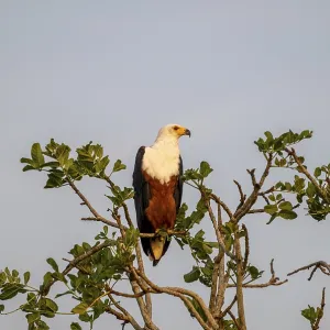 Águila de cola corta (Icthyophaga vocifer) posada en un árbol. Águila de cola corta (Icthyophaga vocifer) posada en un árbol.