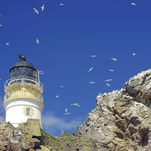 Leuchtturm und Klippen, blauer Himmel mit unzähligen Vögeln. Leuchtturm und Klippen, blauer Himmel mit unzähligen Vögeln.