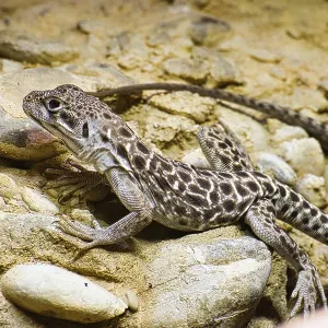 Un lagarto descansa sobre un suelo rocoso. Un lagarto descansa sobre un suelo rocoso.