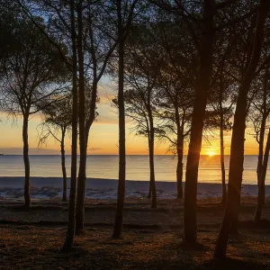 Playa desierta solitaria y bosque de pino. Playa desierta solitaria y bosque de pino.