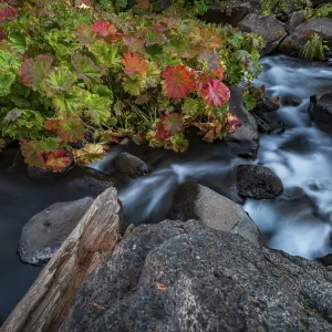McCloud River Middle Falls Print, California, USA
