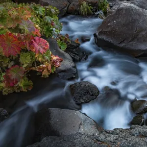 McCloud River Middle Falls Print, California, USA