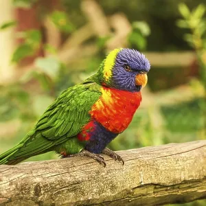 Lorikeet Print - Colorful Parrot-Like Birds