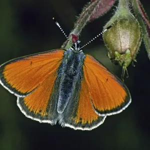 Lycaena hippothoe Print - Lesser Dock Firefly (male) Lycaena hippothoe Print - Lesser Dock Firefly (male)