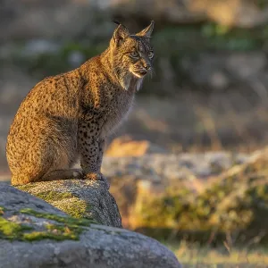 Lynx pardinus Evening Print, Andalusia Spain