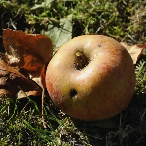 Maggot-ridden Windfall Apple Print Maggot-ridden Windfall Apple Print