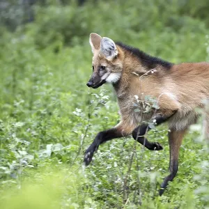 Maned Wolf in the Run Print