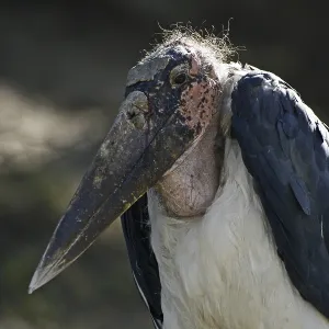 Marabou Stork Print Marabou Stork Print