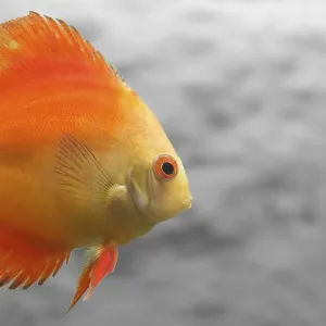 Poisson Discus de Melon sur Arrière-plan Gris Simple. Poisson Discus de Melon sur Arrière-plan Gris Simple.