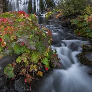 Middle Falls Print, McCloud River Waterfall, California